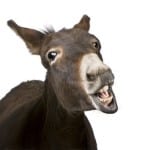 SCOTUS, Trump, Enemies, Idiocy, ISIS Beheaded, Jackasses…!