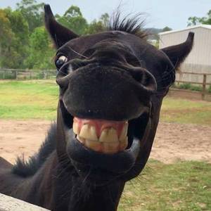 Democratic donkey
