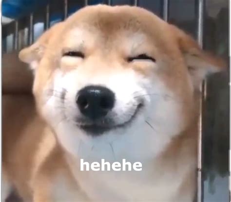laughing dog