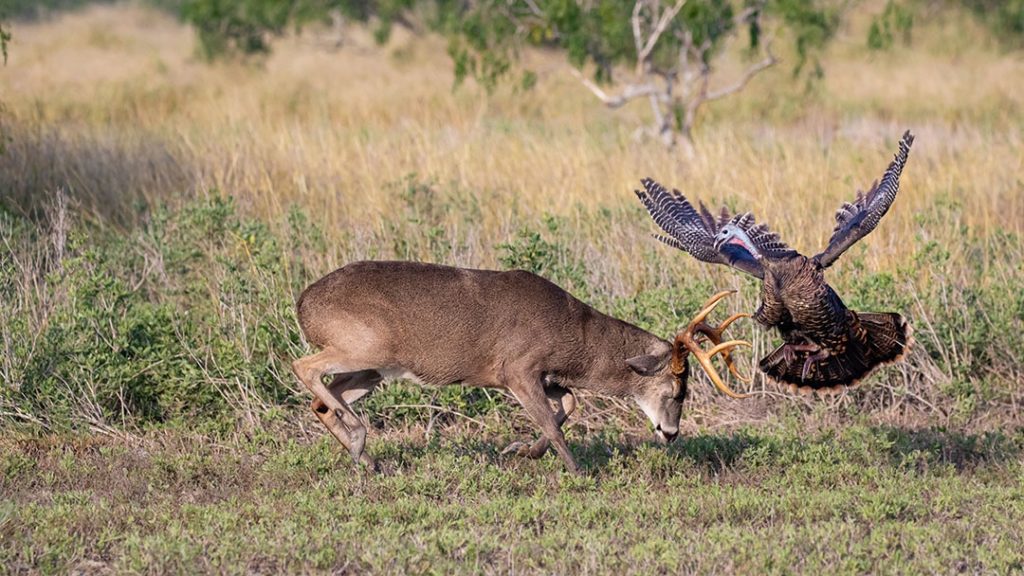 Hunting season