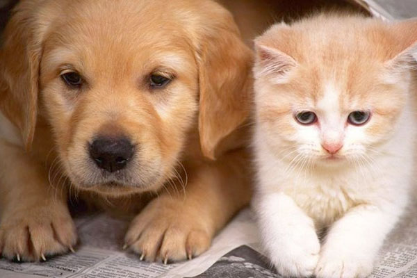 A golden retriever puppy and a ginger and white kitten lie next to each other on a newspaper.