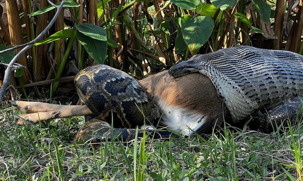 A large snake is in the process of swallowing a deer, with the deer's legs visible, surrounded by vegetation.