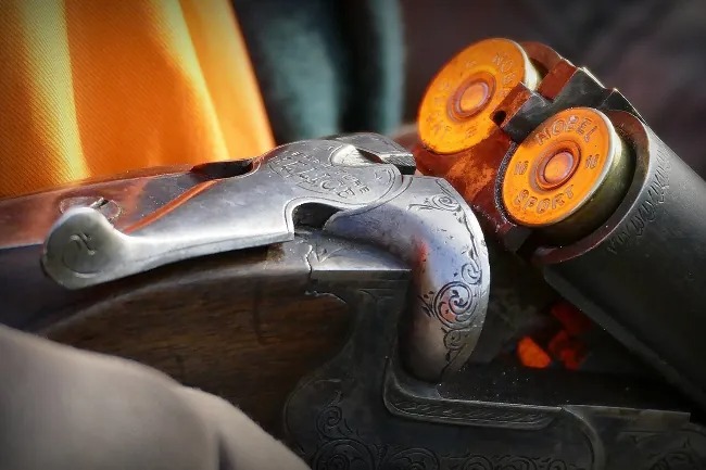 Close-up of a double-barreled shotgun with the breech open, revealing two loaded orange shotgun shells marked "12 SPORT.