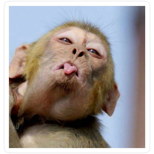A monkey with light brown fur sticks out its tongue and tilts its head, with a blue sky in the background.