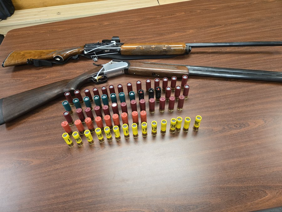 Two shotguns and several rows of assorted shotgun shells are arranged on a wooden table.